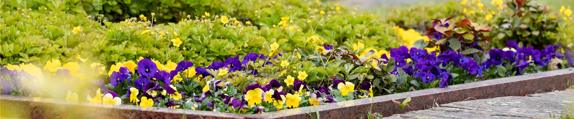 Grabgestaltung - Bepflanzung