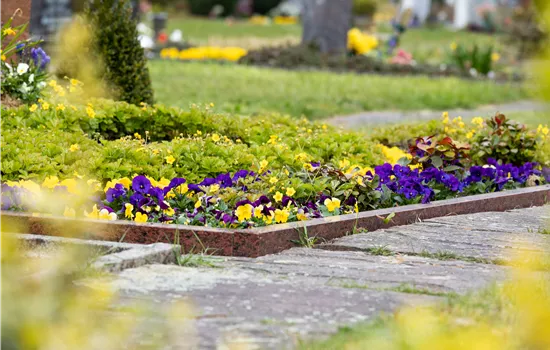 Pflegeleichte Grabpflanzen für eine ganzjährige Bepflanzung