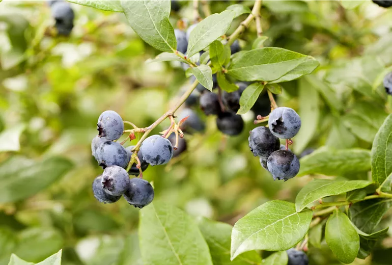 Vaccinium corymbosum