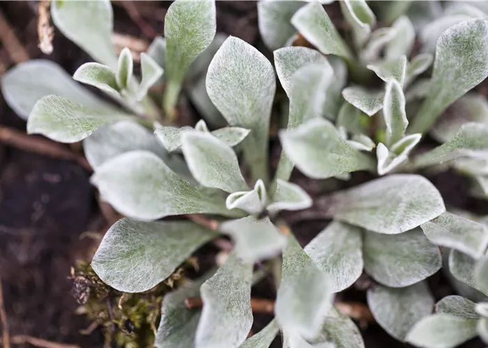 Antennaria dioica 'Rubra'