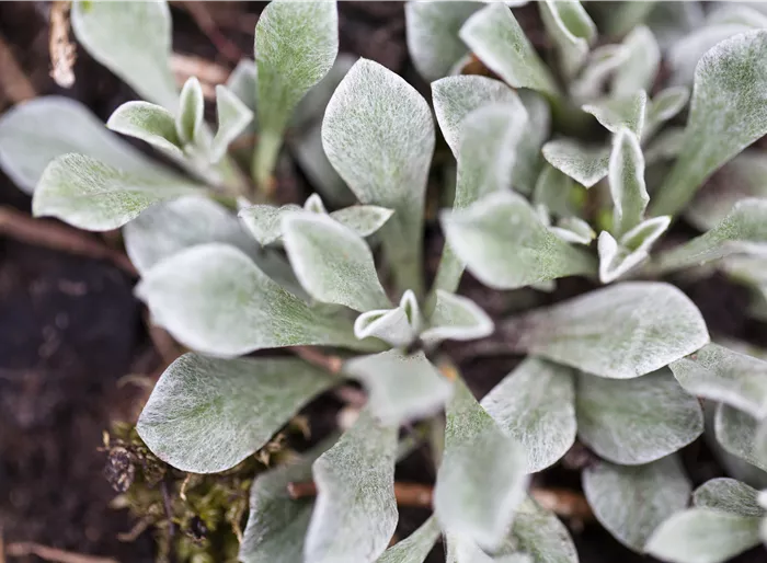 Garten-Katzenpfötchen 'Rubra'
