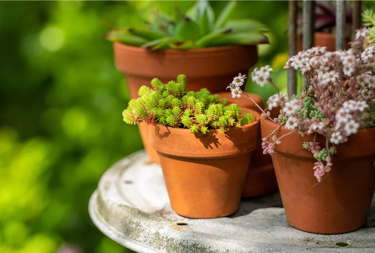 Sedum acre