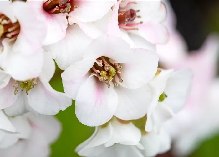 Bergenia cordifolia 'Jelle' Bergenia cordifolia 'Jelle'