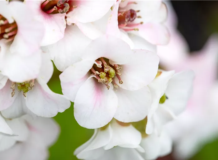 Bergenie 'Jelle' Bergenie 'Jelle'