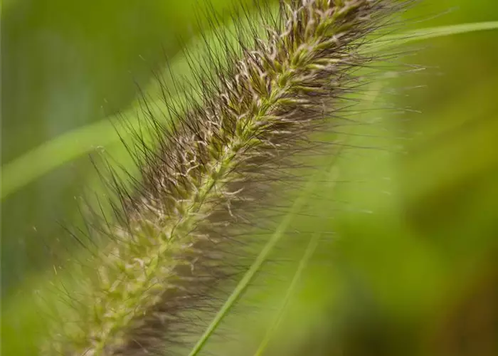 Pennisetum alopecuroides var.viridescens