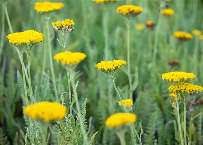 Achillea filipendulina 'Coronation Gold'