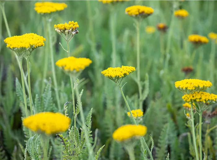 Hohe Schafgarbe 'Coronation Gold'