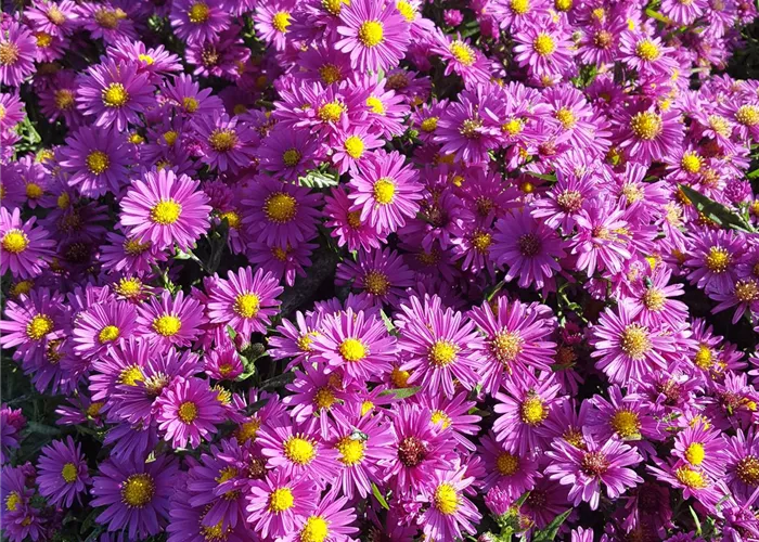Aster x dumosus 'Terry's Pride'