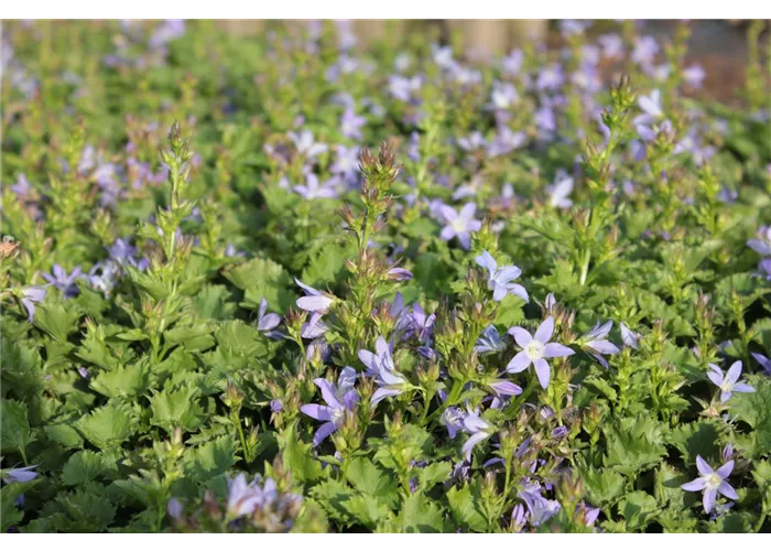 Campanula poscharskyana 'Frühlingszauber'