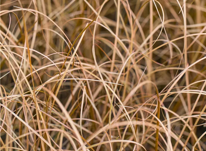 Fuchsrote Neuseeland-Segge