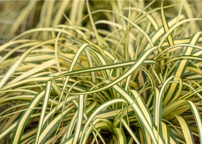 Carex dolichostachya 'Gold Fountains'