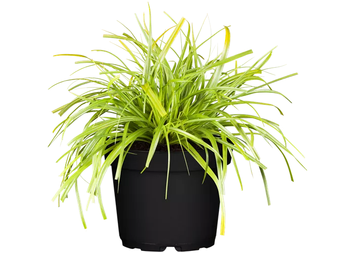 Carex oshimensis 'Evergreen'