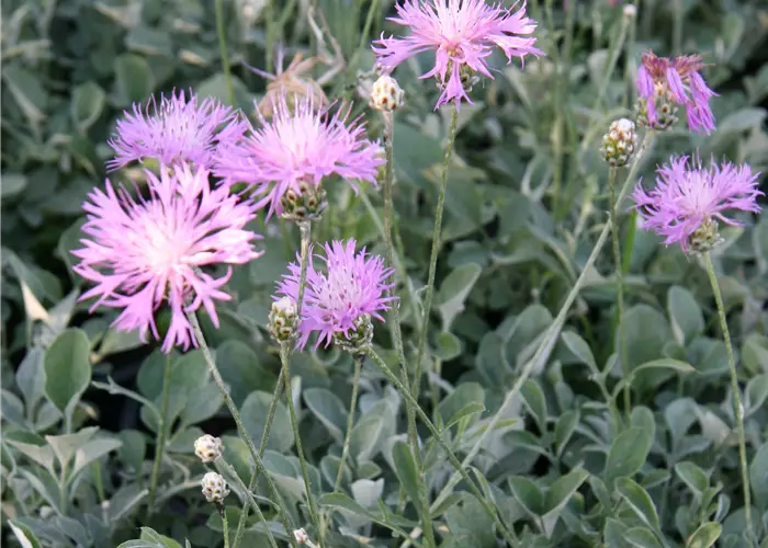 Centaurea bella