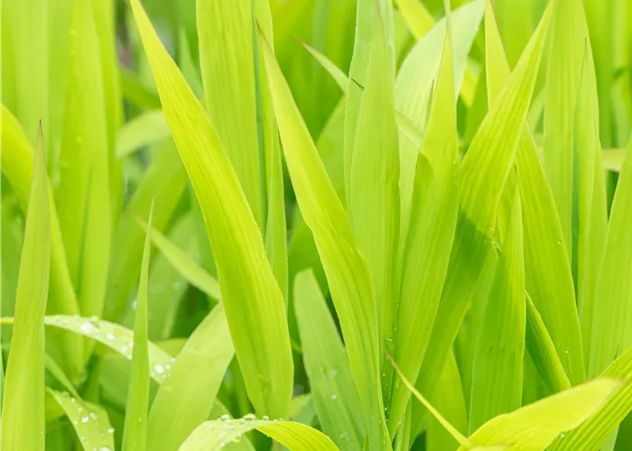 Chasmanthium latifolium