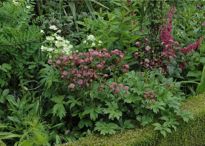 Astrantia major 'Burgundy Manor' Astrantia major 'Burgundy Manor'