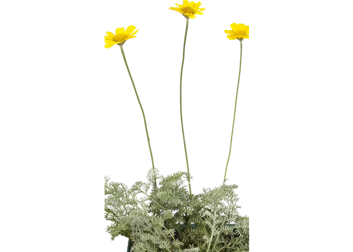 Anthemis tinctoria 'E.C.Buxton'