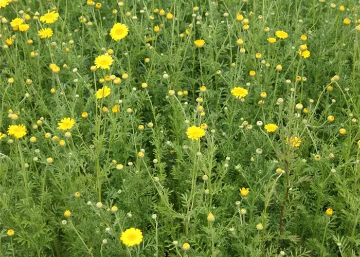 Anthemis tinctoria 'Kelwayi'