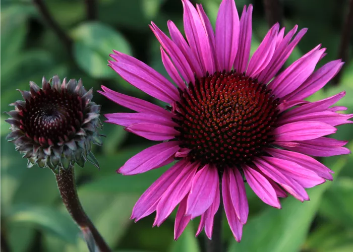 Echinacea purpurea 'Fatal Attraction' -R-