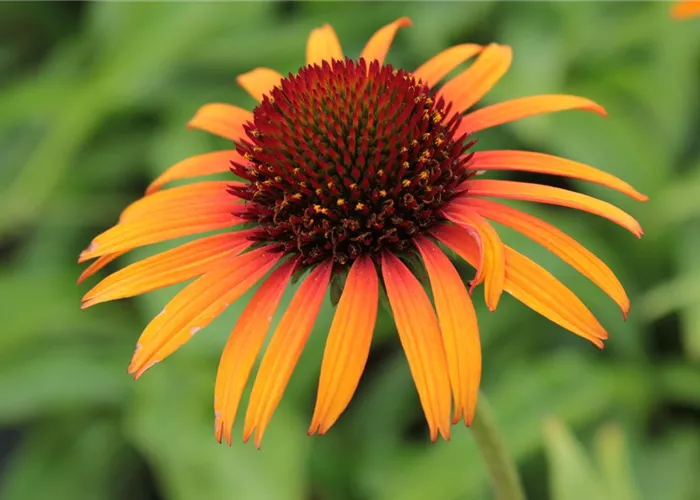 Echinacea purpurea 'Flame Thrower' -R-