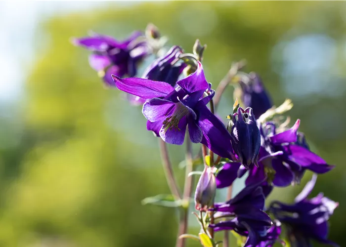 Aquilegia vulgaris