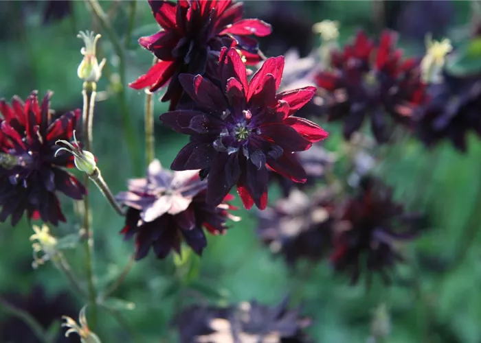 Aquilegia vulgaris 'Plena Black Barlow'