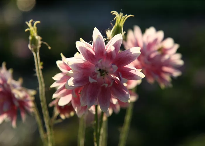 Aquilegia vulgaris 'Plena Rose Barlow'