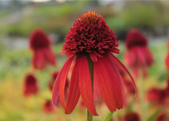 Echinacea purpurea 'Hot Papaya' -R-