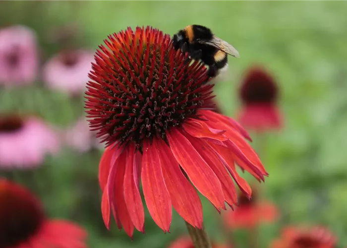 Echinacea purpurea 'Hot Summer' -R-