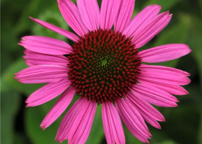 Echinacea purpurea 'Little Magnus' -R-