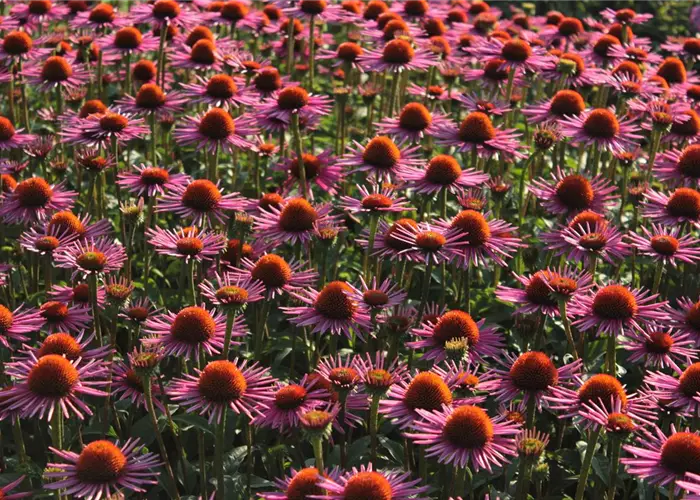 Echinacea purpurea 'Pica Bella'-R-