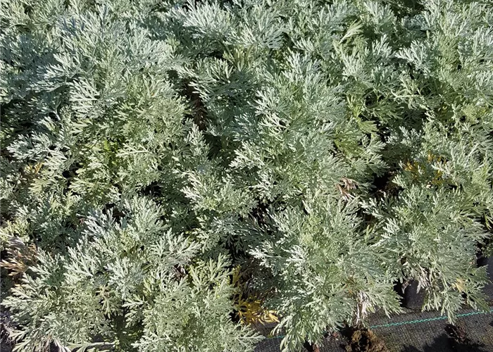 Artemisia arborescens 'Powis Castle'