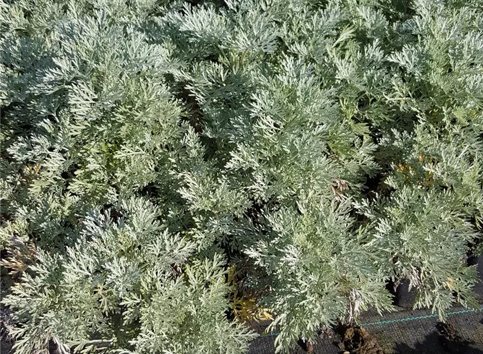 Halbstrauchiger Garten-Wermut 'Powis Castle'