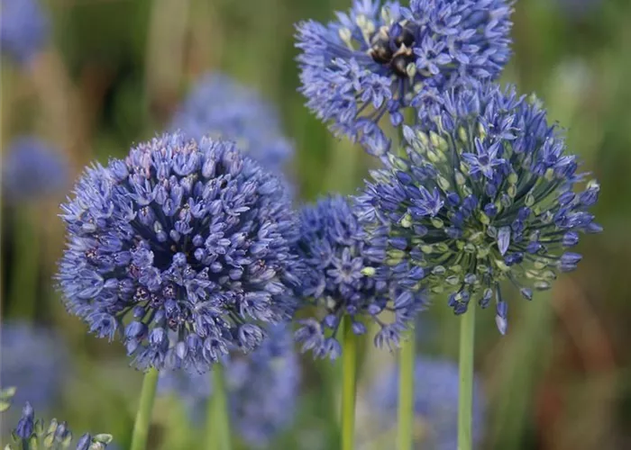 Allium caeruleum Allium caeruleum