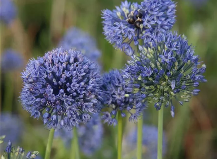 Blaublühender Lauch Blaublühender Lauch