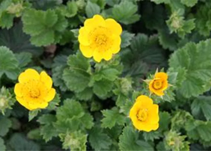 Geum x heldreichii 'Georgenberg'