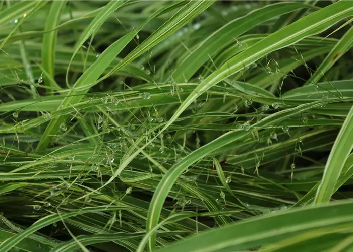Hakonechloa macra 'Albostriata'