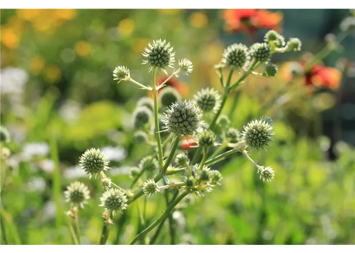 Eryngium yuccifolium