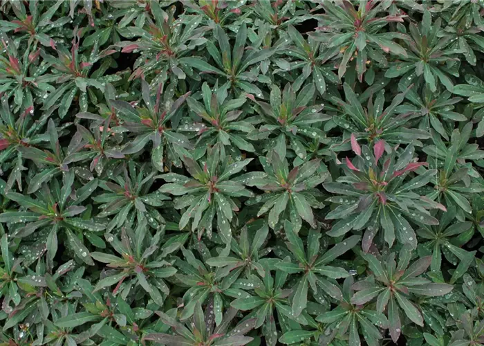Euphorbia amygdaloides 'Purpurea'