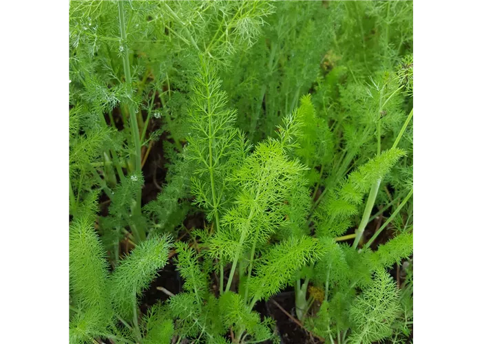 Foeniculum vulgare