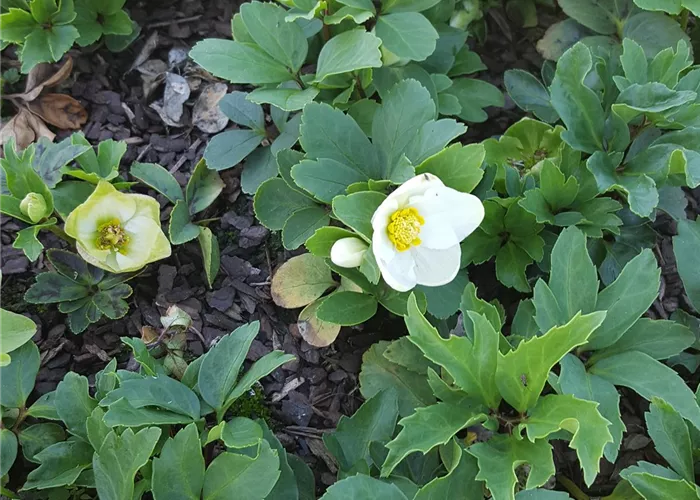 Helleborus niger 'Praecox'