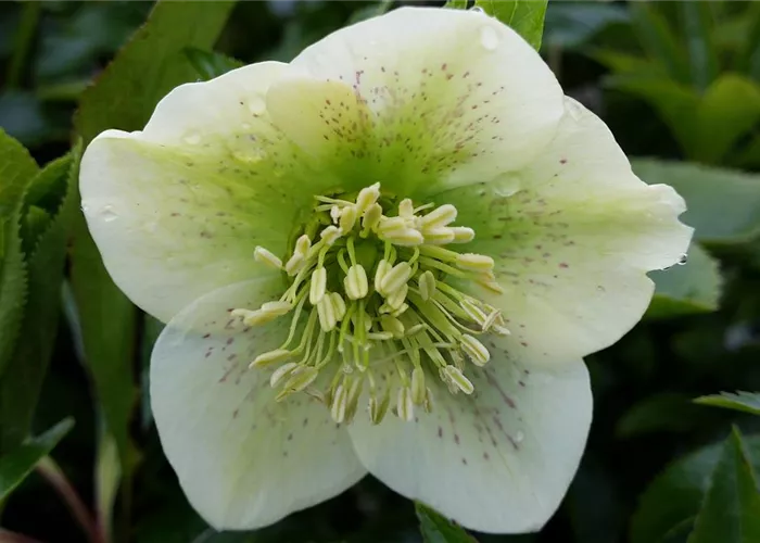 Helleborus x orientalis 'Pretty Ellen White'