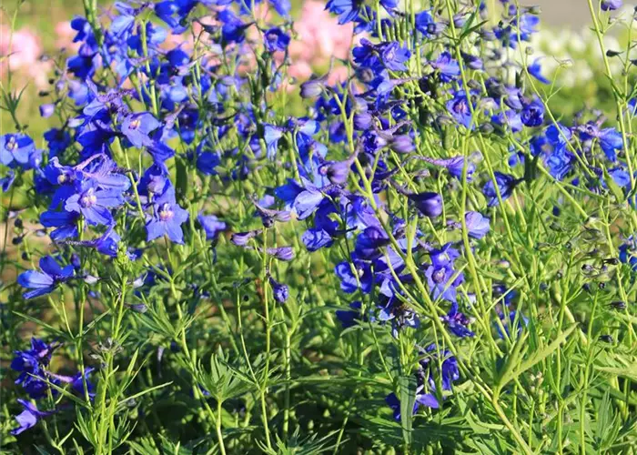 Delphinium x belladonna 'Bellamosum'
