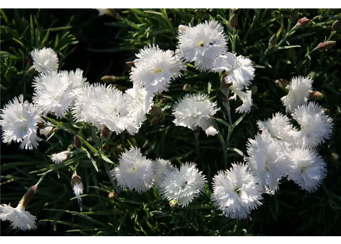 Dianthus gratianop.'Ohrid'