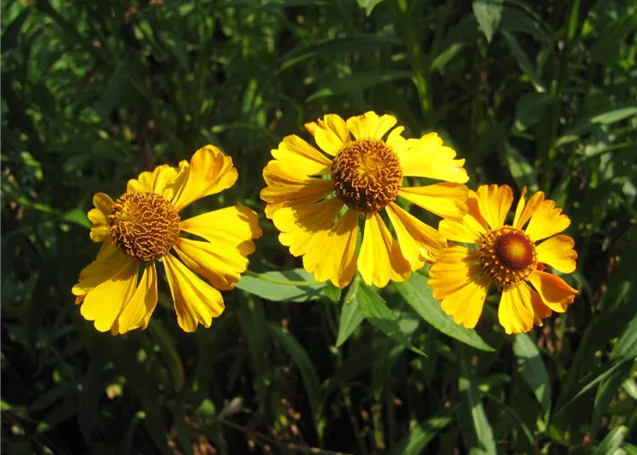 Helenium x cult.'Goldrausch'