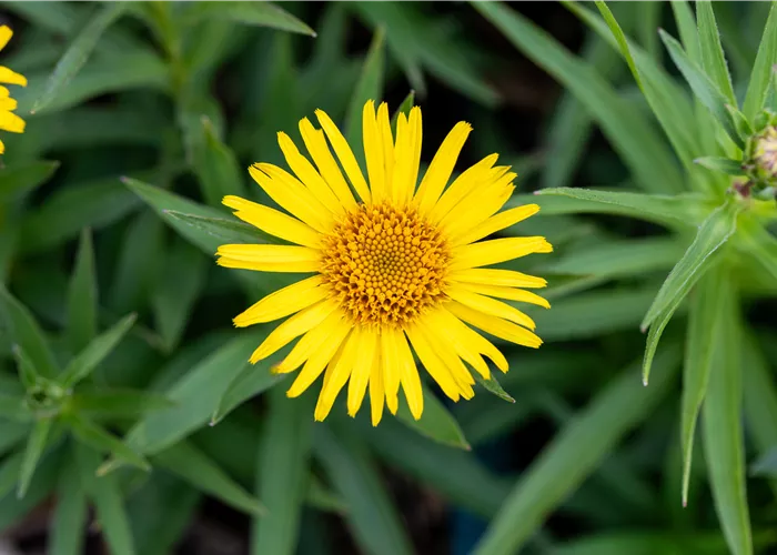 Inula ensifolia