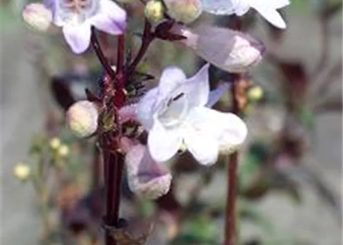 Penstemon digitalis 'Husker's Red'