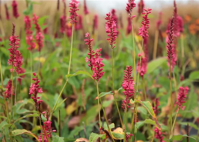 Persicaria amplexicaulis 'Orangofield' -R-