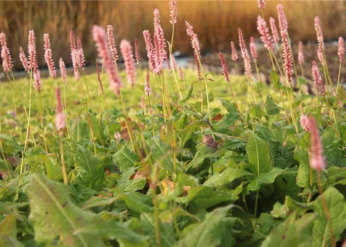 Persicaria amplexicaulis 'Rosea'