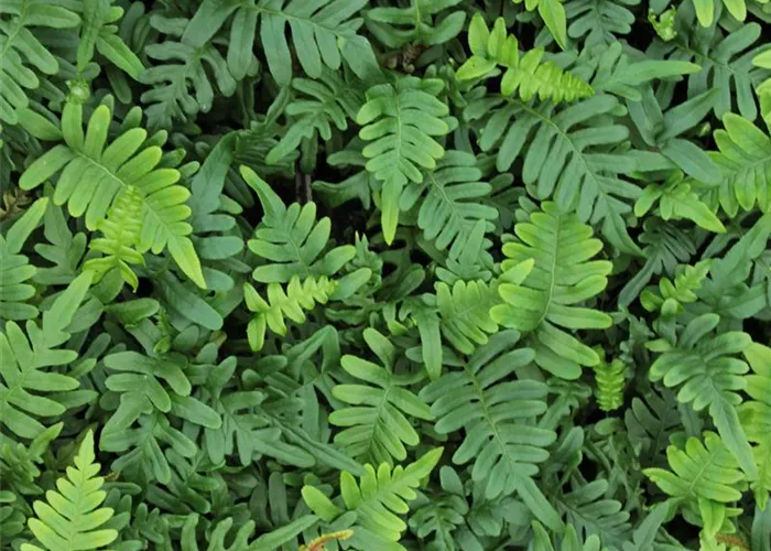 Polypodium vulgare