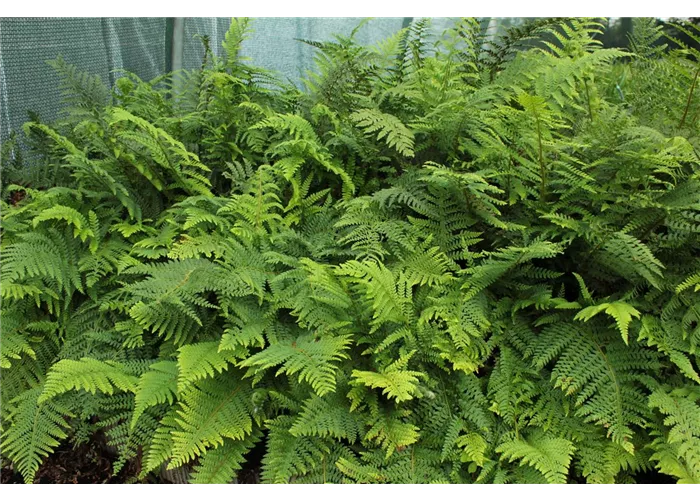 Polystichum braunii